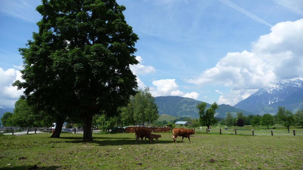 Haus Rieder Georg Apartment Maria Alm am Steinernen Meer Exterior foto